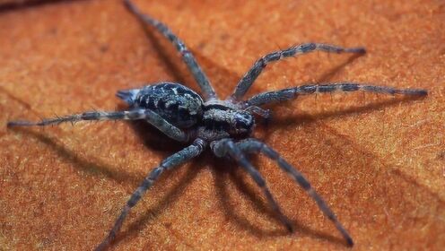 几分钟就能致命,它就是世界最毒蜘蛛