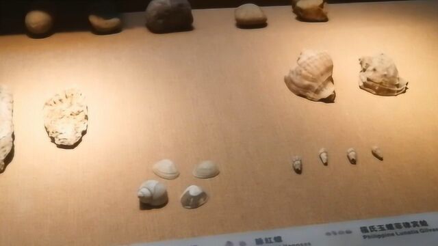 河南漯河一村民种地时挖出7000年前的文化遗址