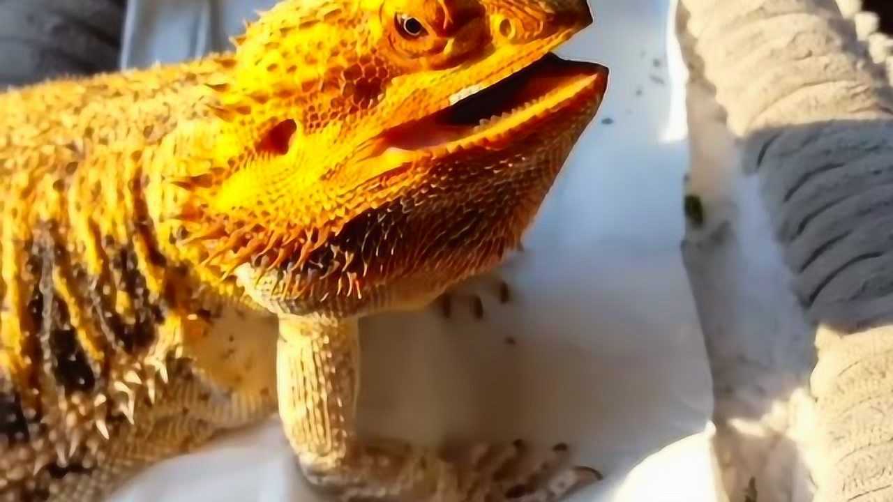 小蜥蜴在炫耀它的牙齿