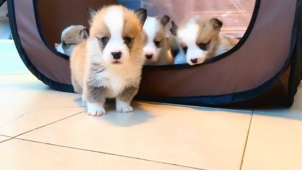 小短腿动物的可爱,让人忍不住摸一把!