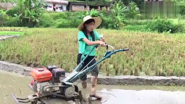 实拍广西农村国产机耕田,比传统赶牛耕田快好几倍,减轻农民负担