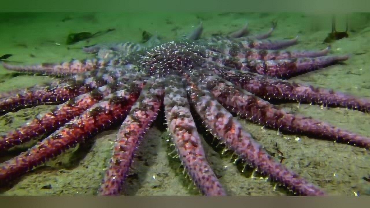 巨型海星有18只触手是一个危险的捕食者