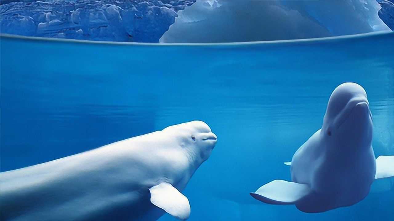 奇妙的朋友白鲸图片