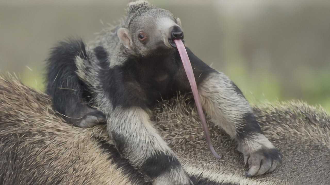 食蚁兽真是一个神奇的动物,行动缓慢而笨拙,还拥有60cm长的舌头