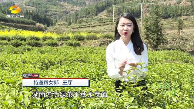 一年好茶在于春ⷮŠ益阳安化