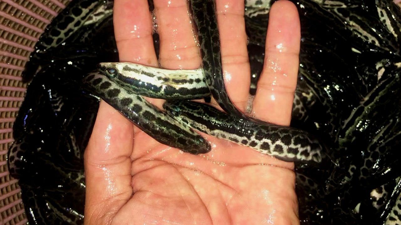 为什么大家经常吃的黑鱼,会有个外号叫做"孝鱼"呢?