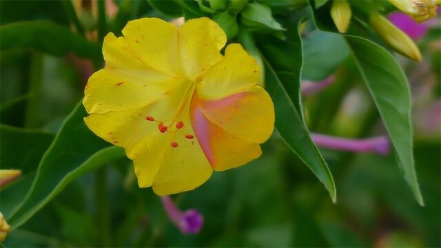 农村常见的“烧汤花”,居然有这么多功效,不仅养颜祛痘,还能当绿植