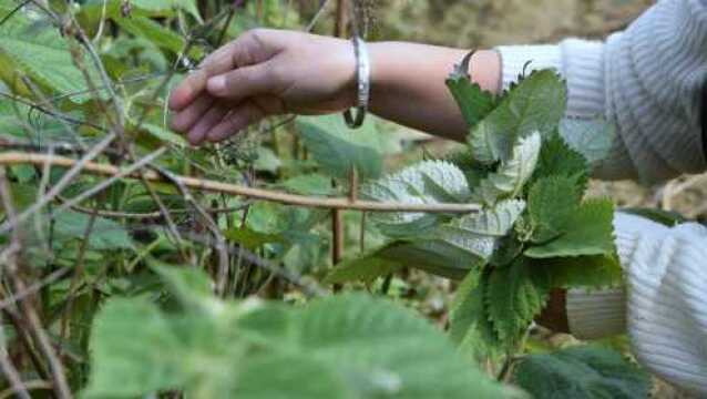 乡下有一种植物,如今叶子比肉贵,客家人称为“初叶”你见过吗