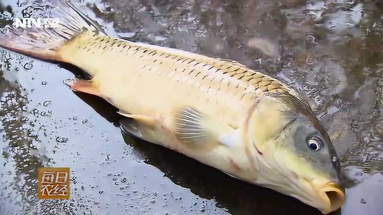 鲤鱼界的网红文庆鲤长得和普通的鲤鱼有什么区别
