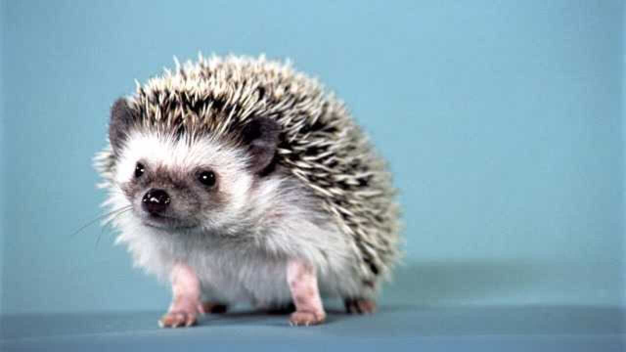 地球上身上长刺的动物刺猬排名第一还有四个肯定没想到