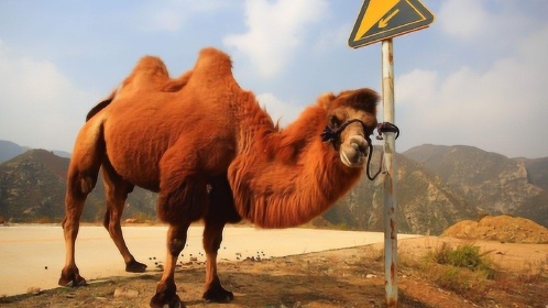 沙漠之王—骆驼,为什么极度耐渴?它是如何做到这一点的?