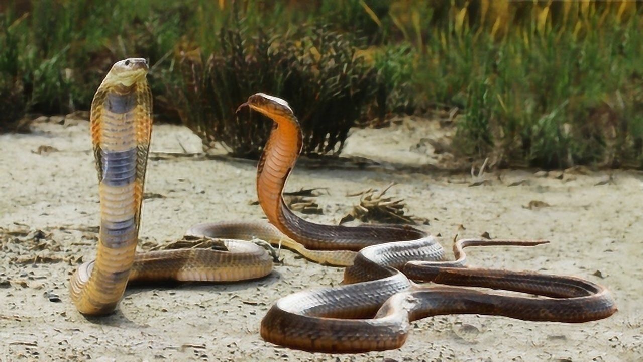 9米大蟒蛇与眼镜王蛇图片