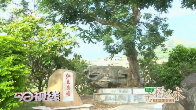 探寻古树名木:华亭镇宫利村——海红豆