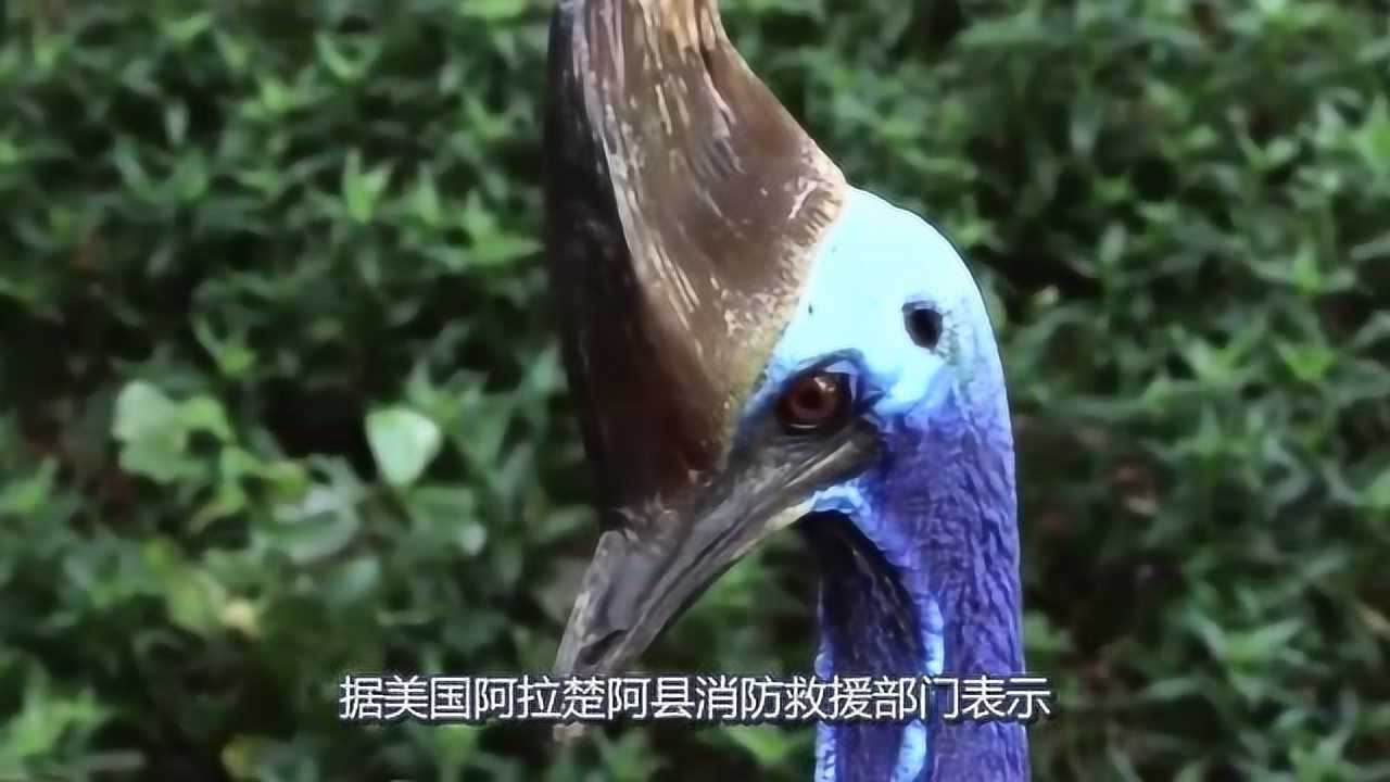 美国一男子养食火鸟做宠物,在他不慎摔倒后被鸟杀死,悲剧了_高清1080P在线观看平台_腾讯视频