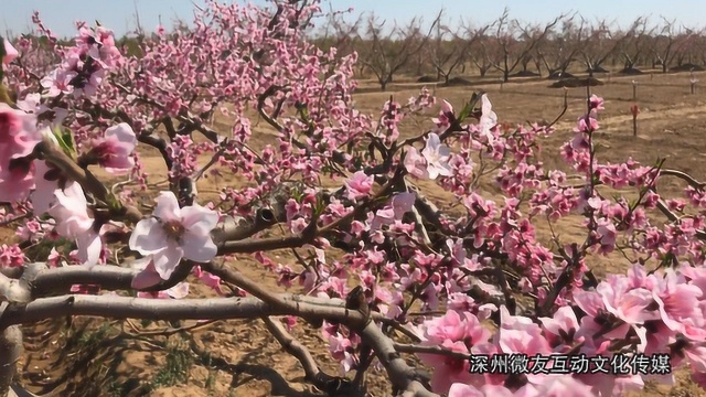 河北深州蜜桃之乡,带你走进万亩桃花园,领略桃花盛开的景象!