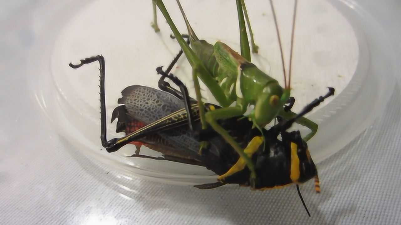 恶魔螽斯捕食大型蝗虫,真是太凶残了,没想到蝈蝈还有这一面