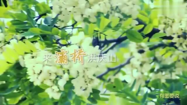 西安灞桥4月槐花香