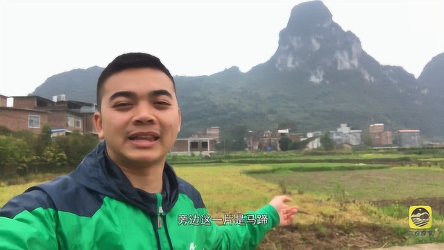 三农探客:桂林荔浦桂山村,物产富饶,马蹄芋头夏橘探个够