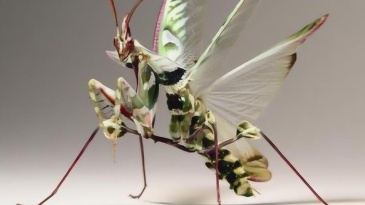 世界上最稀有的螳螂,长相奇特,被人当做宠物饲养,售价高达3000元!