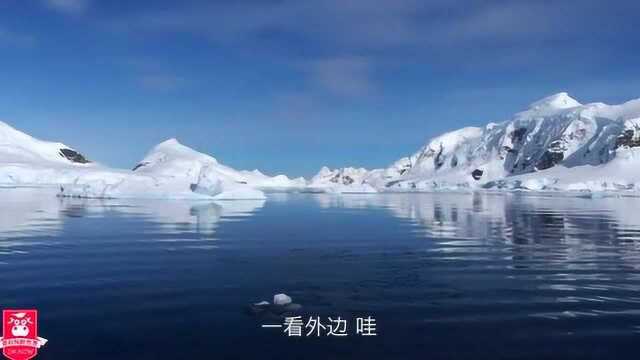 南极探险之旅:邂逅绝美天堂湾