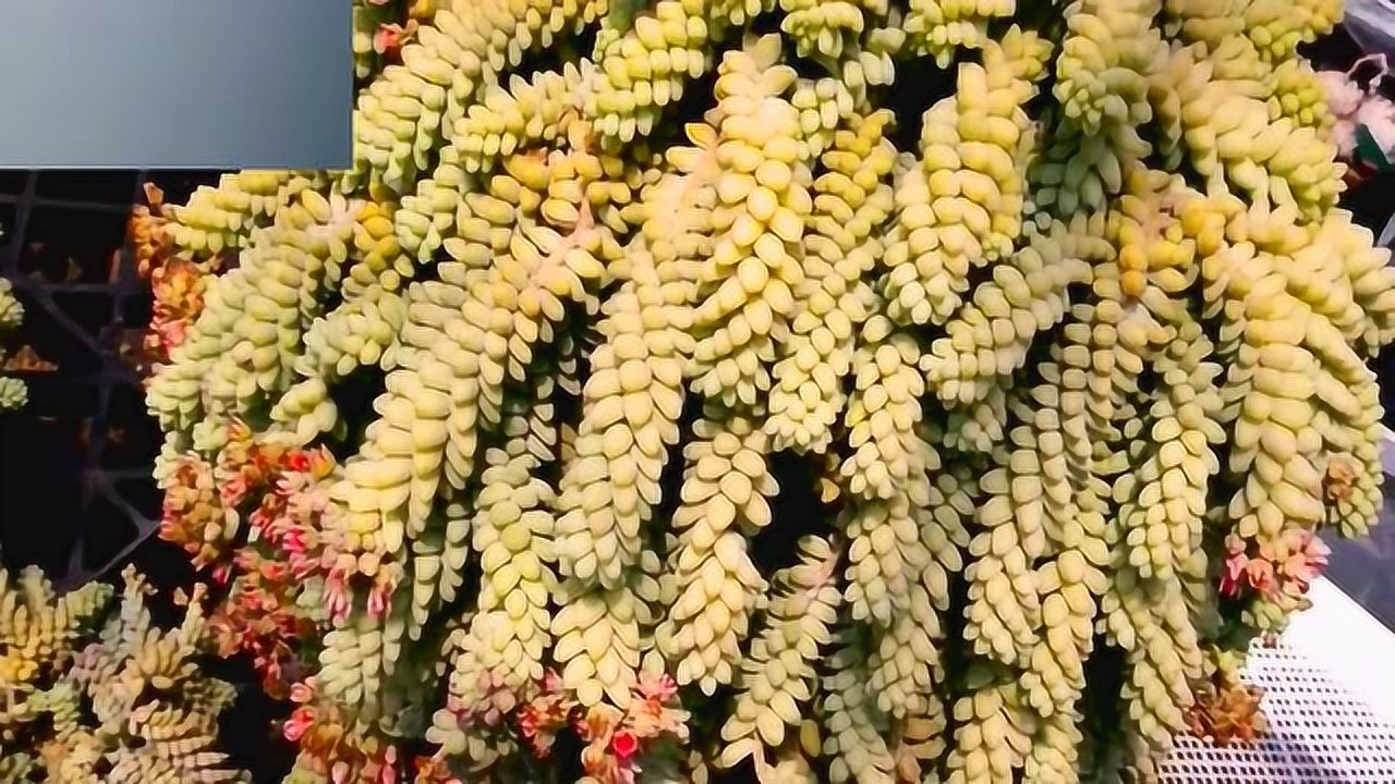 超级大的东西是玉缀，值千金_高清1080P在线观看平台_腾讯视频