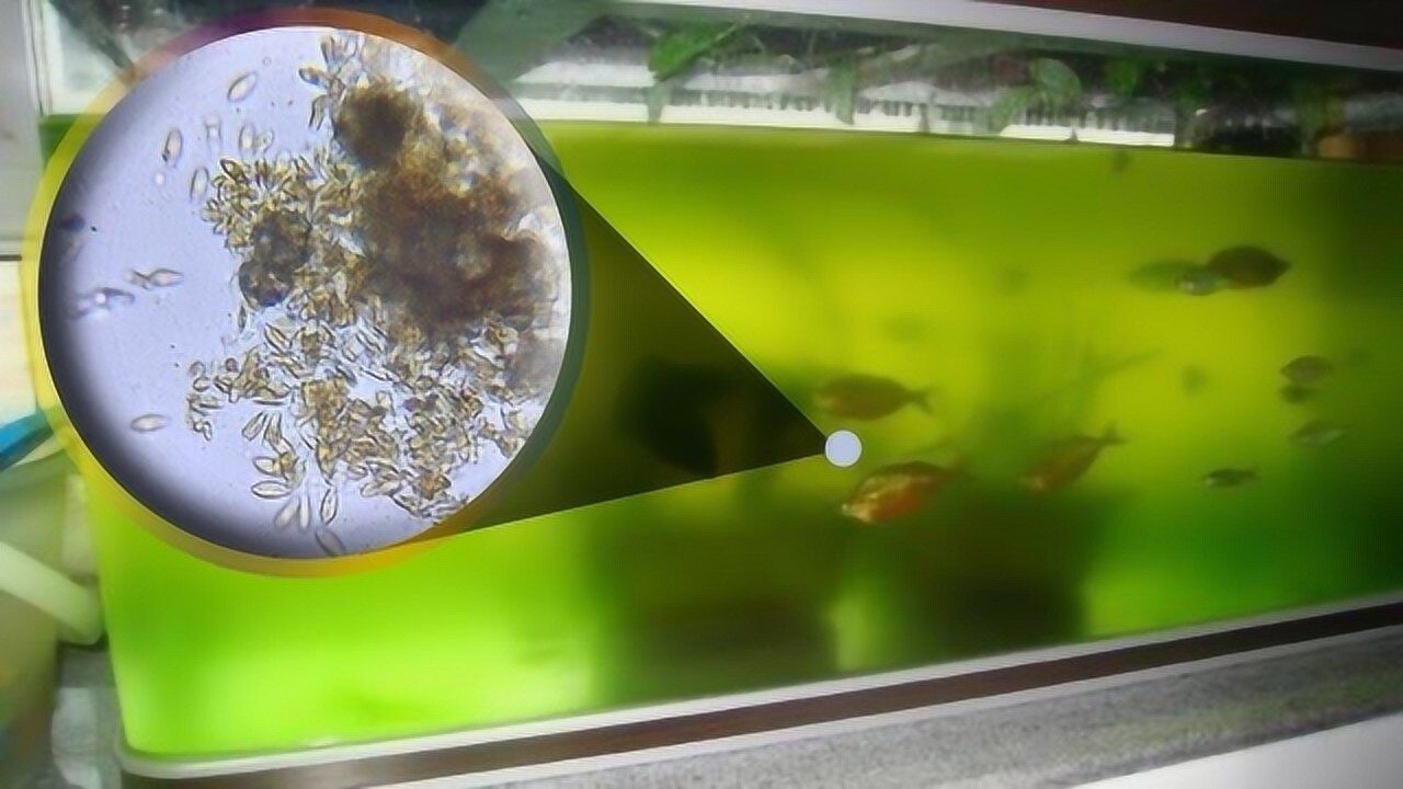 显微镜放大鱼缸中绿藻,1000倍后,像是一个世界