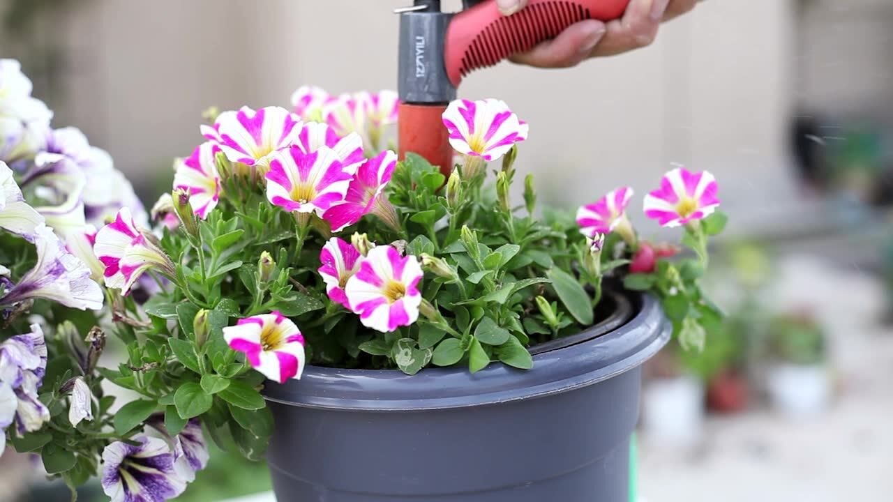 这么修剪,矮牵牛开不停,一波接一波!