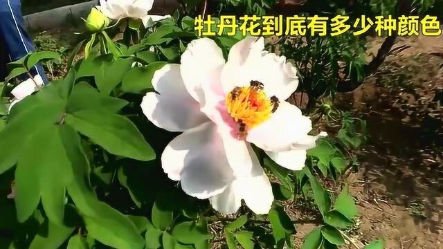 牡丹花到底有多少种颜色