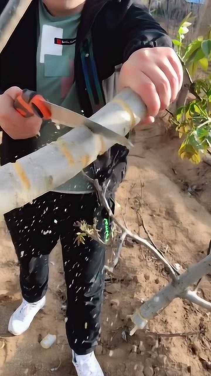 被环割的核桃树 给他弄掉