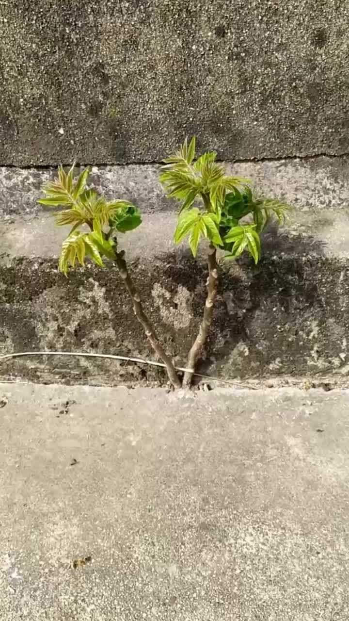 倔強的香椿樹真正的絕地逢生