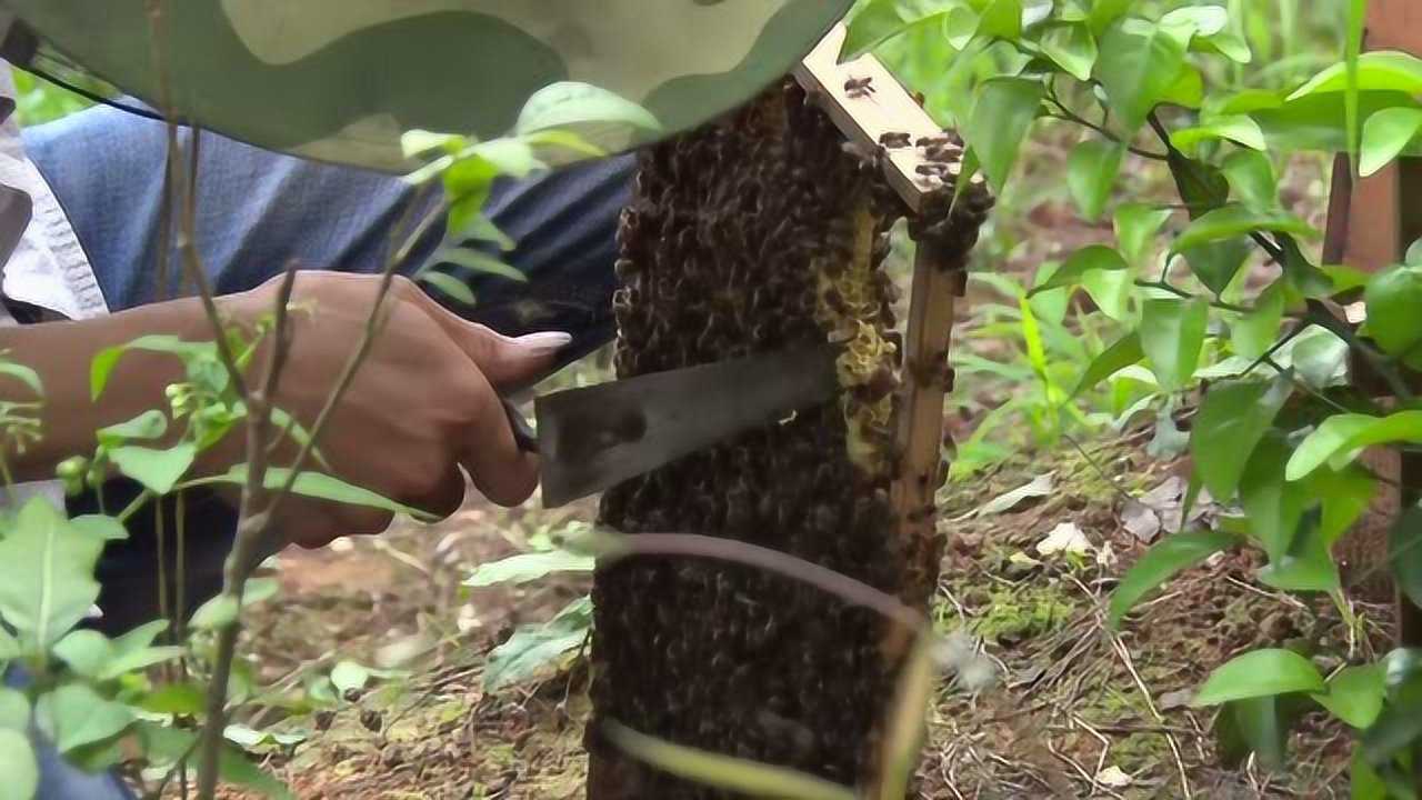 割王台要注意,弄烂了蜂王台就没用了,养蜂人示范