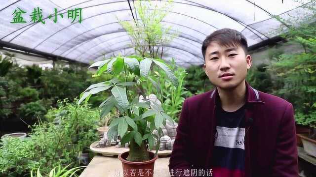 盆栽小明:发财树的种植及养护方法!