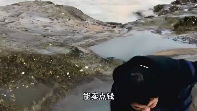 小伙赶海小水坑捡到大黑鲷,你猜能卖多少钱,成交价令你想不到