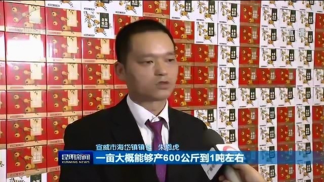 脱贫攻坚进行时 昆钢:扶贫“金果”助力村民增加收入