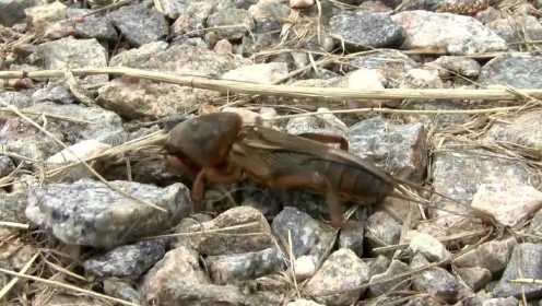 认识蚂蚱等12种常见昆虫