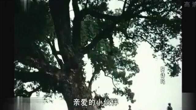 电影《阿诗玛》10 / 上海电影制片厂1964年出品