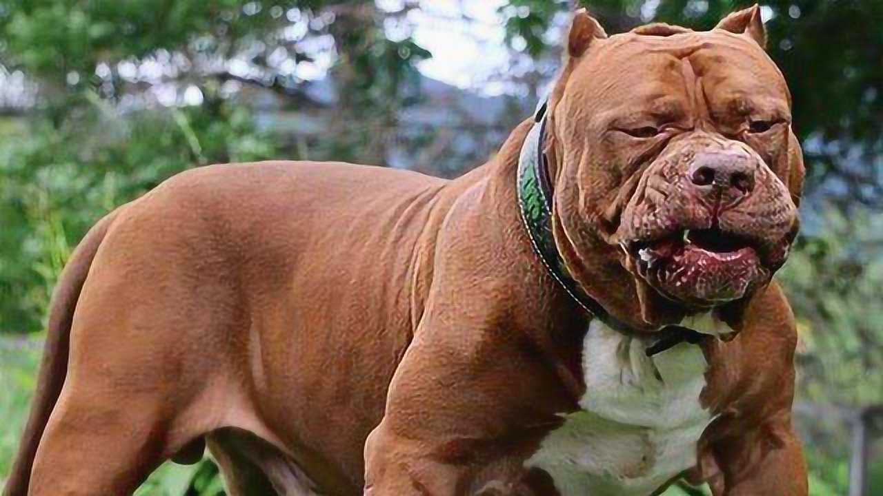 比特犬那么凶猛,为什么会有人饲养呢?看完恍然大悟!