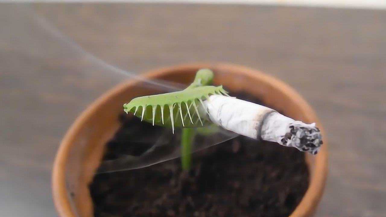 老外恶搞捕蝇草喂捕蝇草抽烟吃口香糖看完笑到停不下来