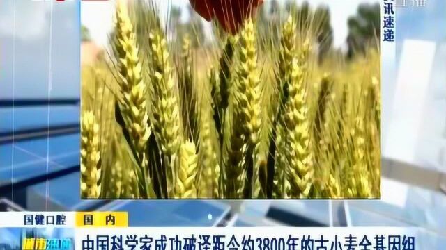 中国科学家成功破译距今约3800年的古小麦全基因组