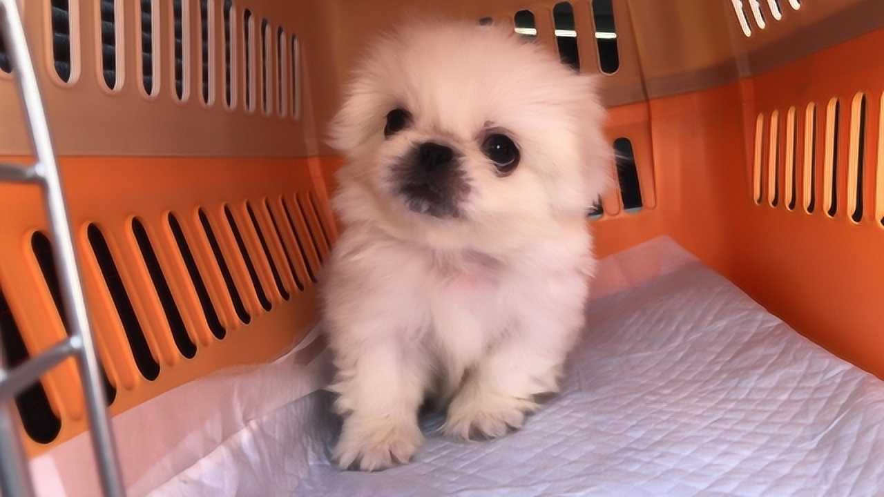 老版小京巴小奶狗,你见过吗?还会冲人撒娇真萌!