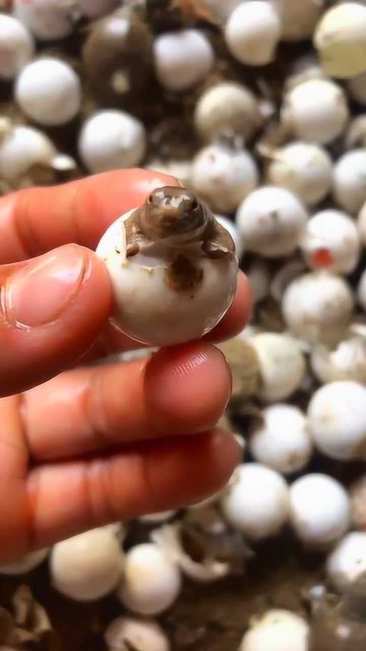 你们见过这种乌龟蛋吗刚孵出来的这一幕真的被萌到了