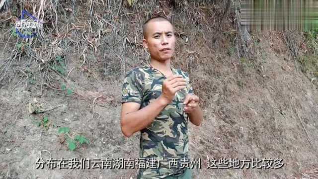 有网友认识这种野果吗?长得有点像石榴,我们当地叫茶梨