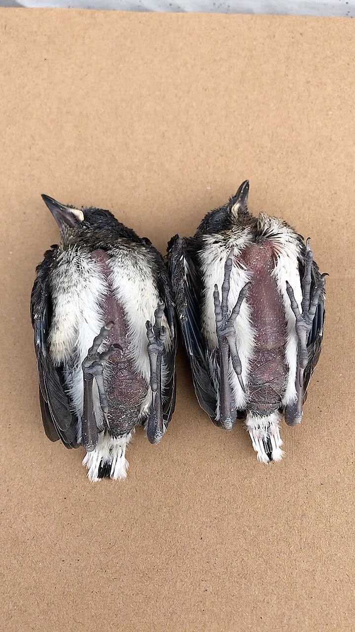 躺着睡觉的小鸟