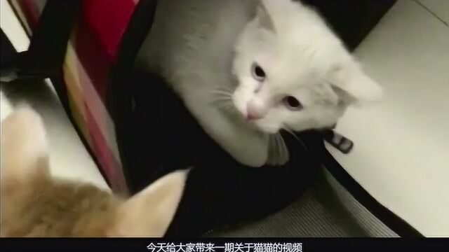 猫眼睛有泪痕的真正原因,平时很少有人会告诉你,一定要注意哦