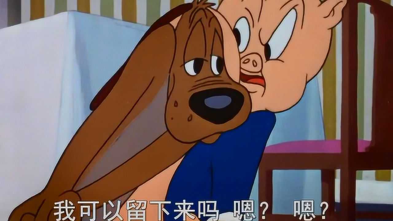 兔八哥狗狗表示自己什么都会跪求猪小弟留下他