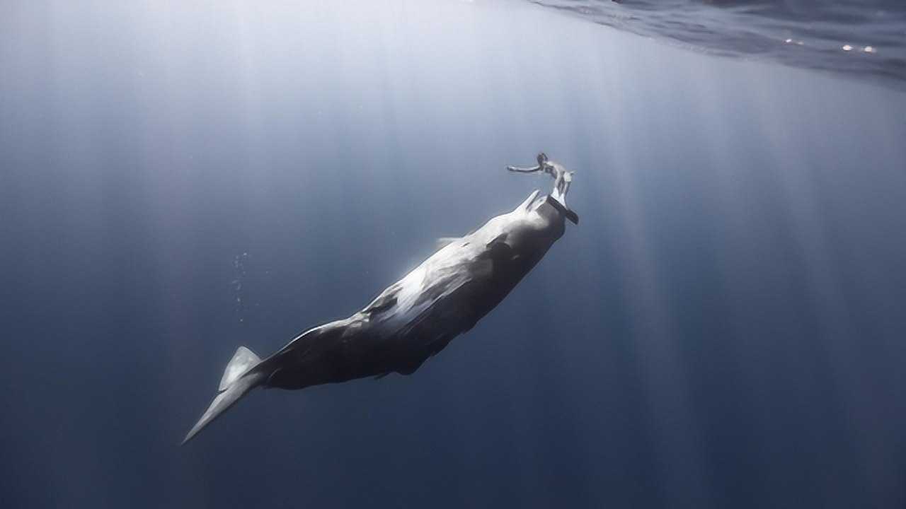 鲸鱼是哺乳动物,小鲸鱼如何喝奶的呢?专家:喝奶过程"很神奇"