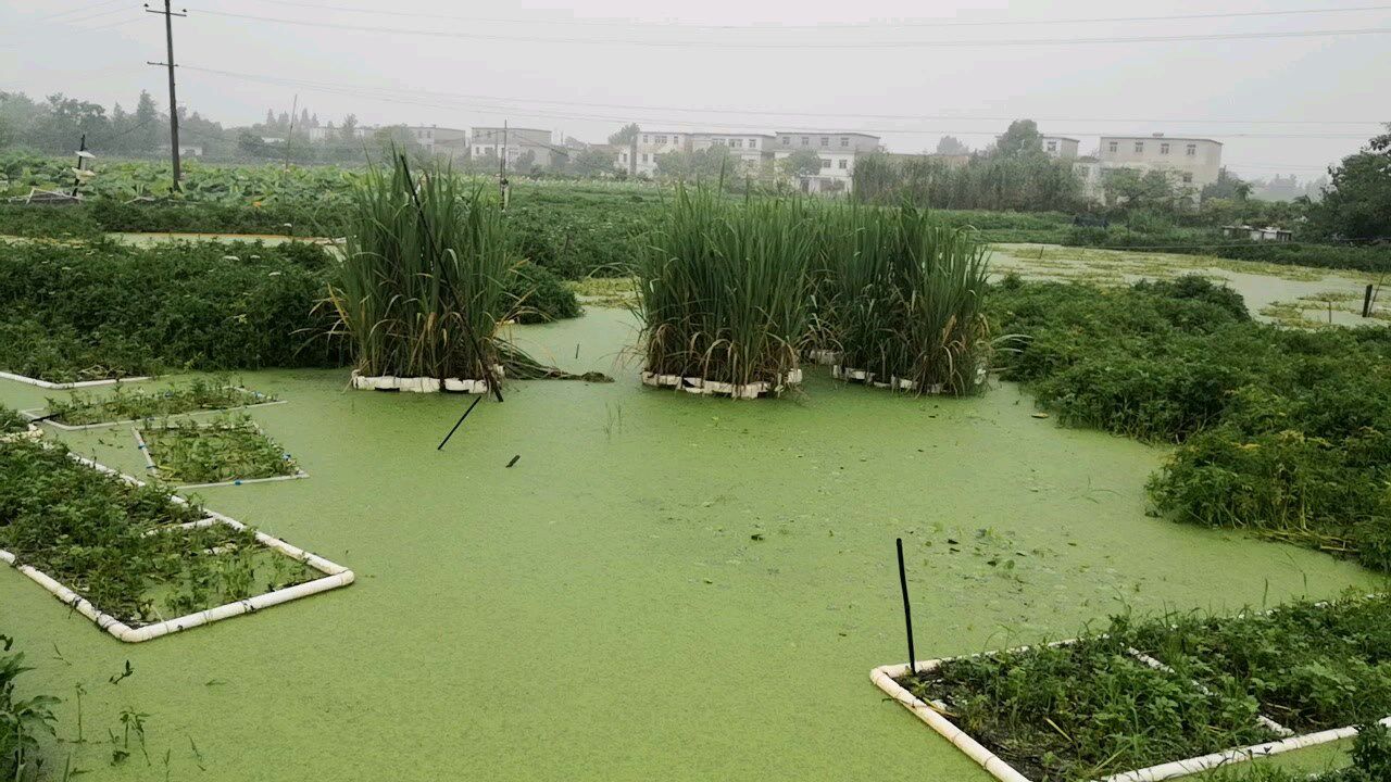 无土农耕,用农业的方式处理黑臭污水王泽铺总能先人一步