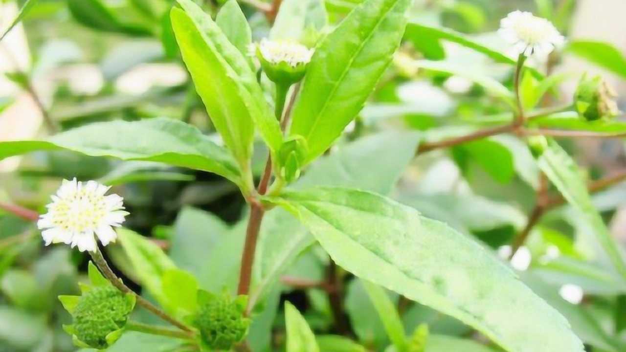 牙痛牙齿松动农村的这种野草缓解牙痛固齿效果好