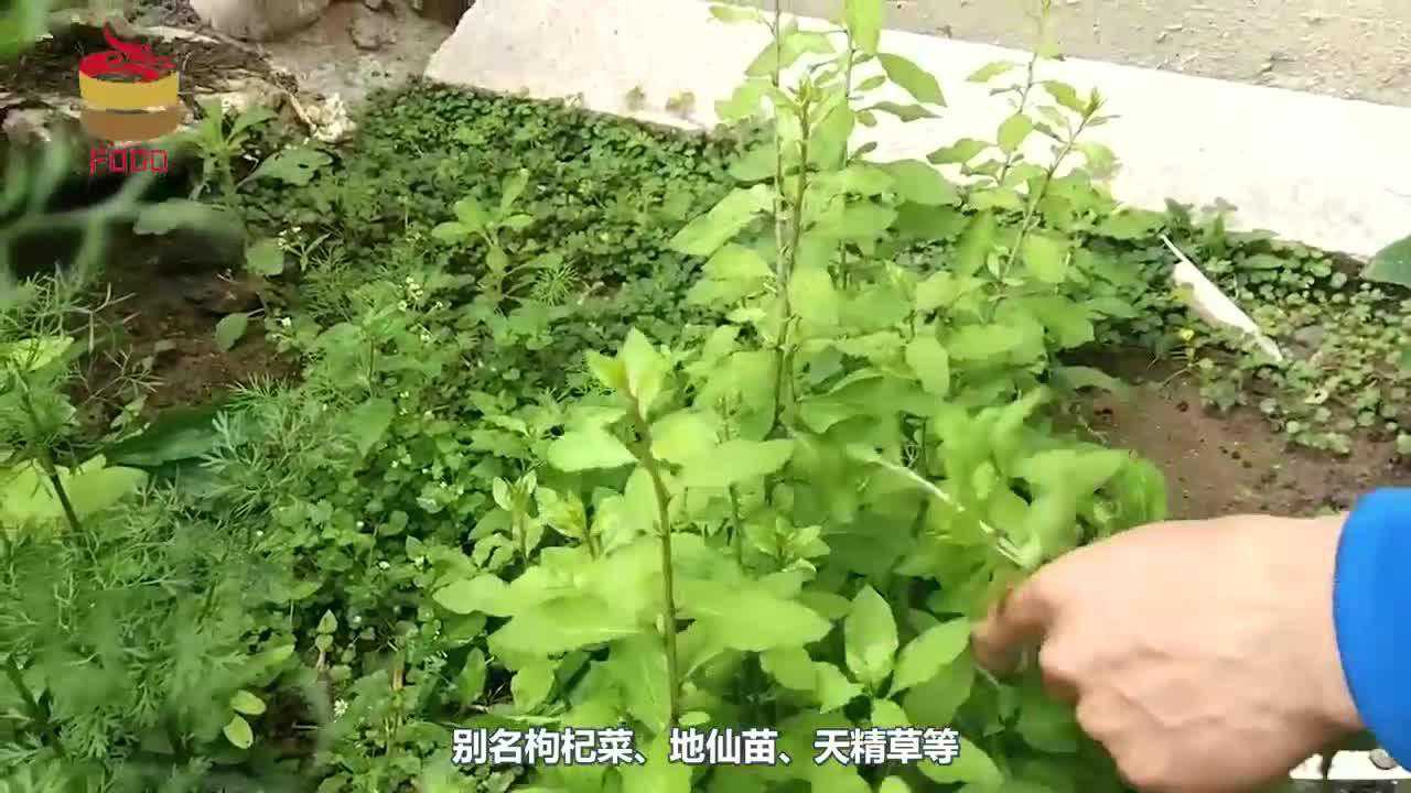 这叶子和鸡蛋是黄金搭档比番茄炒蛋下饭常吃排毒明目