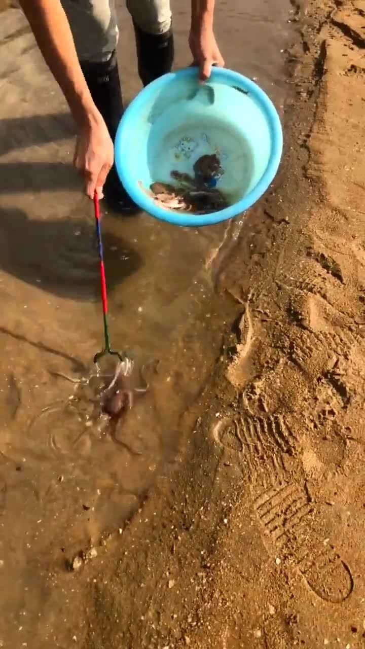 八爪魚怎麼抓